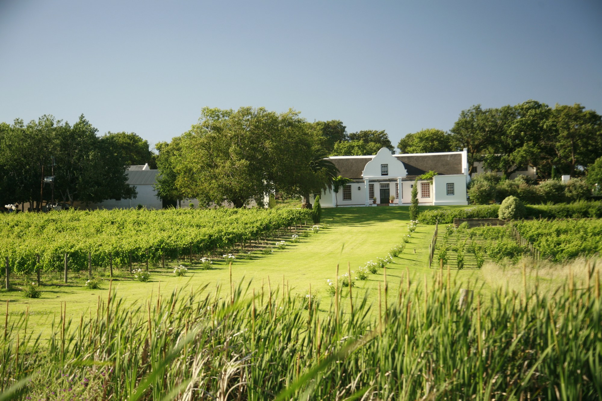 vondeling-wines-sustainable-wine-farm-paarl